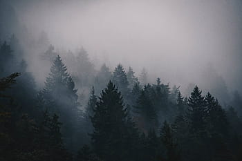 fog-cold-trees-pines-royalty-free-thumbnail.jpg