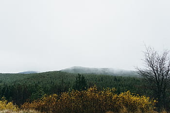 fog-forest-trees-nature-royalty-free-thumbnail.jpg