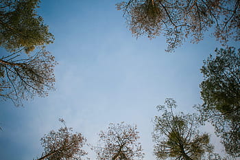 forest-sky-tree-royalty-free-thumbnail.jpg