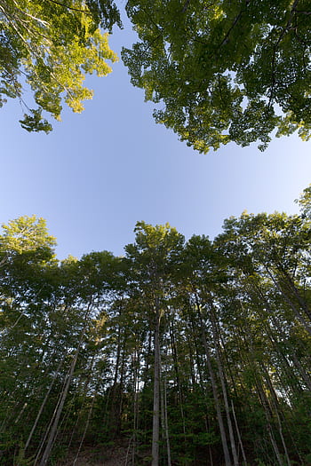 forest-sky-view-tall-trees-nature-royalty-free-thumbnail.jpg