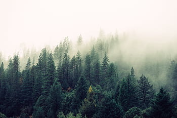 forest-woods-trees-green-royalty-free-thumbnail.jpg