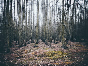 forest-woods-trees-nature-royalty-free-thumbnail.jpg