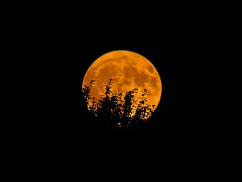 full-moon-orange-trees-silhouette-night-royalty-free-thumbnail.jpg