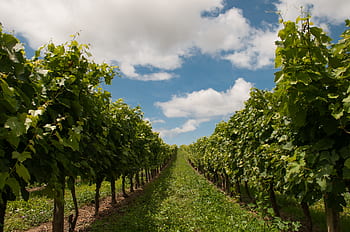 grapevines-grapes-fields-green-grass-agriculture-royalty-free-thumbnail.jpg