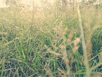 grass-plants-field-nature-royalty-free-thumbnail.jpg