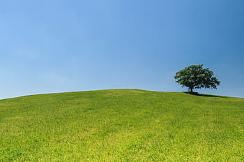 grass-tree-field-sky-royalty-free-thumbnail.jpg