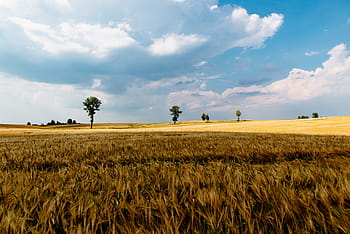 green-grass-crops-agriculture-royalty-free-thumbnail.jpg