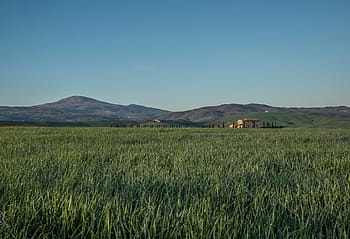 green-grass-fields-rural-royalty-free-thumbnail.jpg