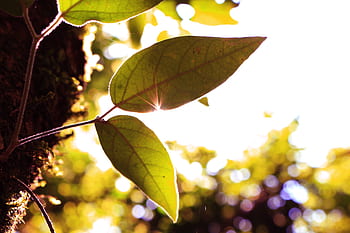 green-leaf-tree-plant-nature-blur-royalty-free-thumbnail.jpg