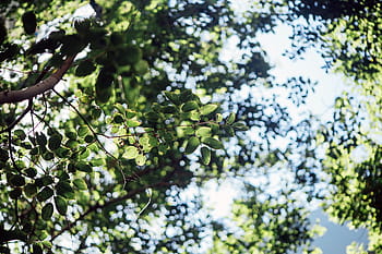 green-leaf-tree-plant-royalty-free-thumbnail.jpg