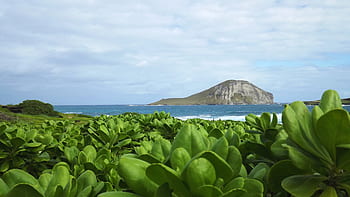 hawaii-water-landscape-scenic-plants-vegetation-royalty-free-thumbnail.jpg